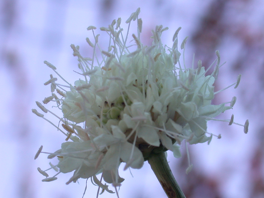 Cephalaria leucantha / Vedovina a teste bianche